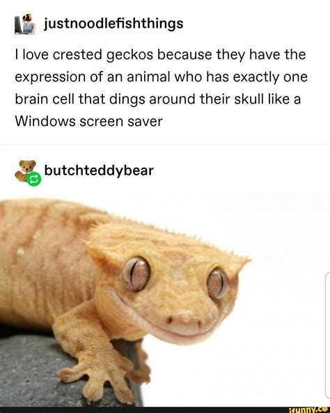 M Justnoodleﬁshthings I Love Crested Geckos Because They Have The