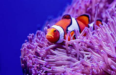 Clown Fish Fish Corals Reef Algae HD Wallpaper Peakpx