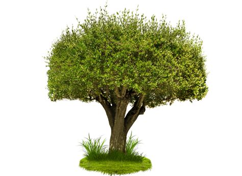 Tree Png Image Png Mart