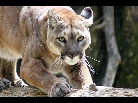 Cuenta oficial del equipo varonil del club universidad nacional, ¡méxico, pumas, universidad! Exotic-Animal.de - Puma kaufen - YouTube