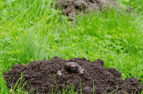 Goodbye Moles The Story Behind Our Mole Chasing Windmill Garden