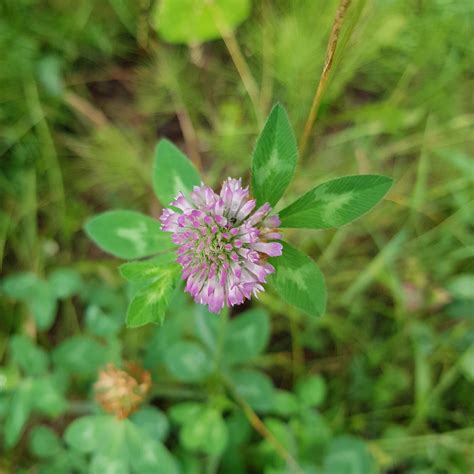 10 Edible Wild Flowers The Loven Life