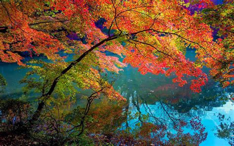 Autumn Hd Wallpaper With Branches Of A Tree Hanging In The Water
