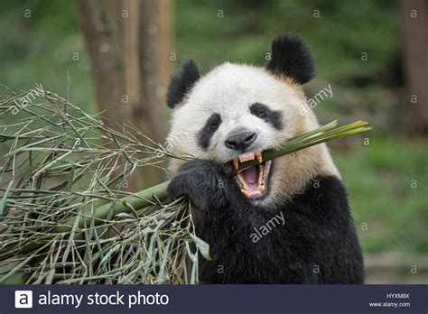 A Giant Panda Eats Bamboo In Her Enclosure In The Overseas Born Stock