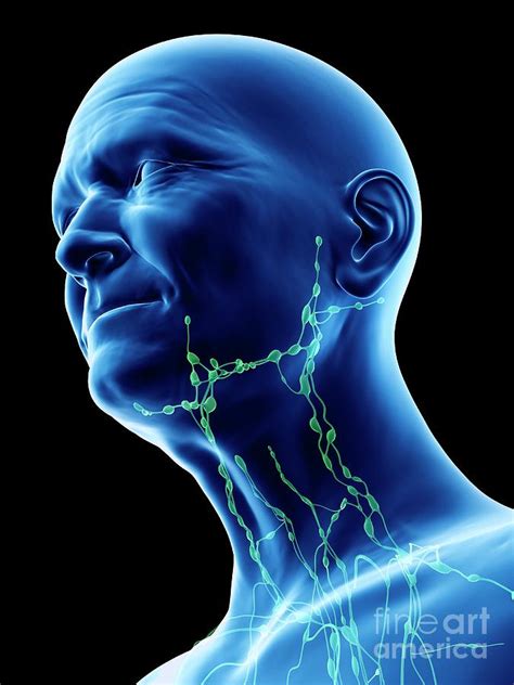 Illustration Of An Old Mans Lymph Nodes Of The Neck Photograph By