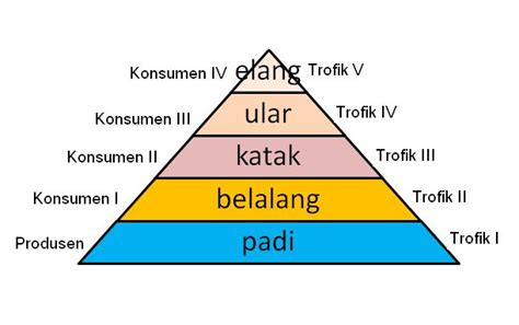 Rantai Makanan Dalam Ekosistem Dan Tipe Tipe Rantai Makanan