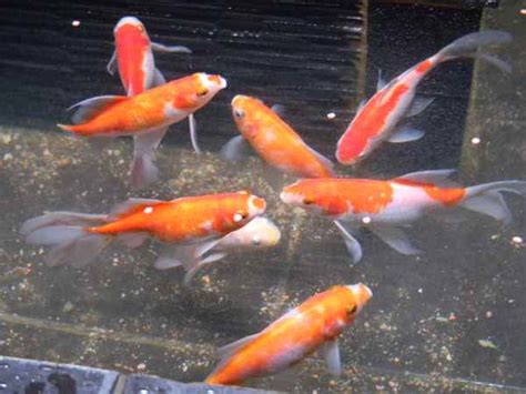 gambar jenis ikan koki komet | Binatang Peliharaan