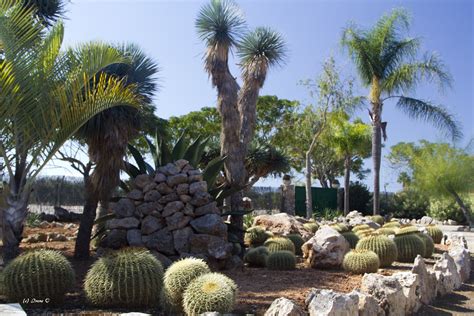 Und die gibt es auf der insel sonst garantiert nicht zu sehen. Botanischer Garten Botanicactus - Mallorca Portal