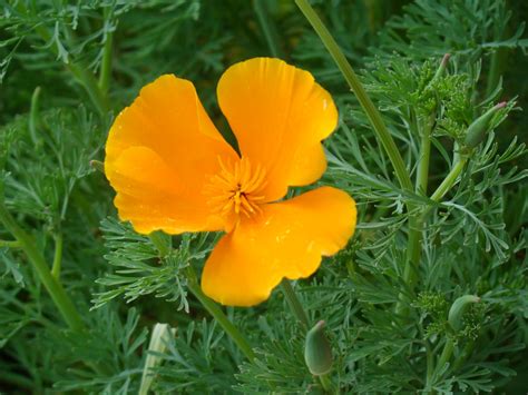 Orange park, fleming island, jacksonville, middleburg, green cove springs, st johns, oakleaf MYEVERYDAYLIFE: Yellow,orange and brown wild flowers