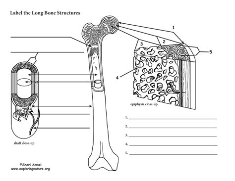 Long Bone Labeling Worksheet Appendicular Skeleton Anatomy