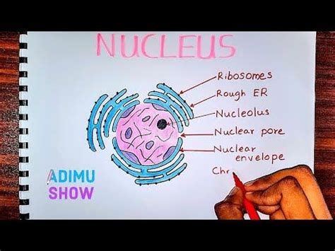 Maybe you would like to learn more about one of these? How to draw & label the nucleus - YouTube | Science ...