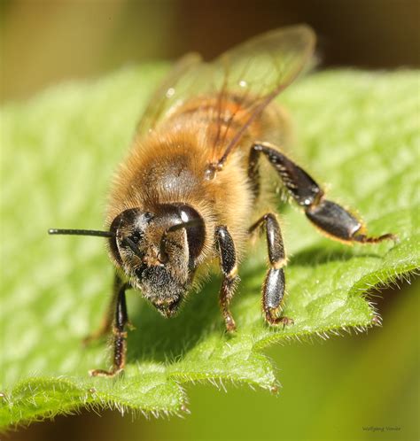 Noun feminine biene f (genitive biene, plural bienen, diminutive bienchen n or bienlein n) ;; Biene Foto & Bild | nah- & makro, tiere, wildlife Bilder ...