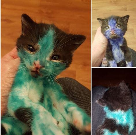 (central nj) hide this posting restore restore this posting. Craigslist Hall Of Shame: Sick And Dying Kittens And ...