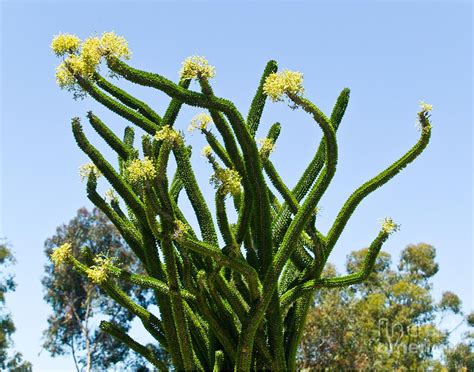 The cactus prefers dry soils and if you provoke it, it will make beautiful flowers from the beginning of december. madagascar ocotillo in bloom | An Affair With Cactus and ...