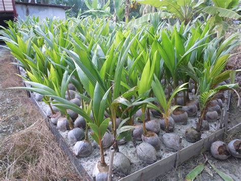 Aliran kewangan tanaman kelapa pandan. Tanaman Kelapa Matag