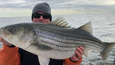 What You Need To Know About N J S New Striped Bass Regulations