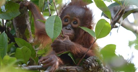 Other places to see orangutans in borneo include. one year old orangutan rescued