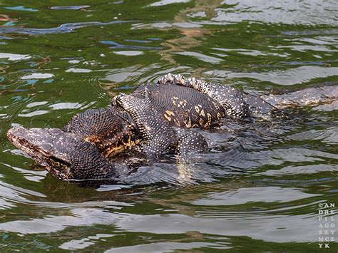 ipernity sri lankan water monitors sex in the madu river by pilago