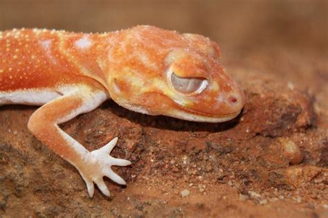 54 Popular Leopard Gecko Morphs: Color List & Pictures - Pet Keen