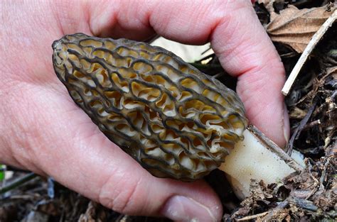 How To Find Morel Mushrooms Using Science | The Amazing Mushroom
