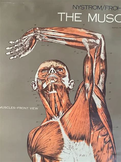 Nystrom Frohse Muscular System Anatomical Chart Vintage Excellent