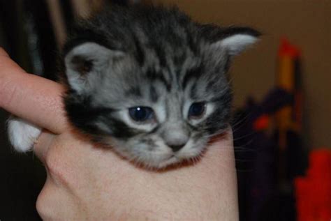 All around great with other cats. Pure Bred Maine Coon Kittens for Sale in Rancho California ...