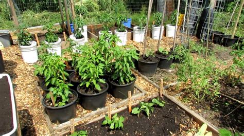 Treated the hills exactly the same. Tomato Pruning, Kale Fix, Cucumber & Zucchini Planting ...