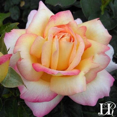 Peace Rose Hybrid Tea Very Fragrant Heirloom Roses