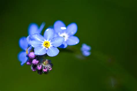 Download Blue Flower Blue Nature Flower Forget Me Not Forget Me Not Hd