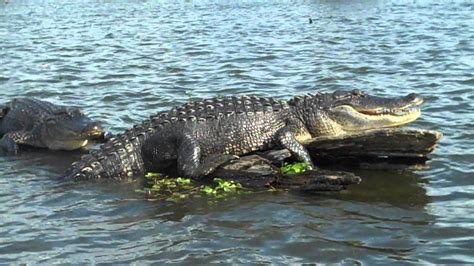 Alligators In Louisiana Youtube