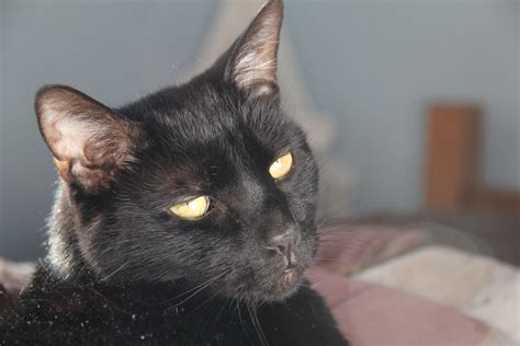 Free Images Black Cat Whiskers Vertebrate Burmese European