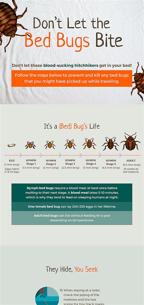 Even if they're unable to find a human. The Bed Bug Life Cycle and How to Get Rid of Them