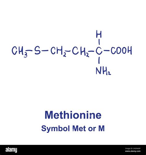 Methionine Chemical Structure Vector Illustration Hand Drawn Stock