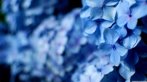 Blue Hydrangea Flowers Ultra Hd Desktop Background