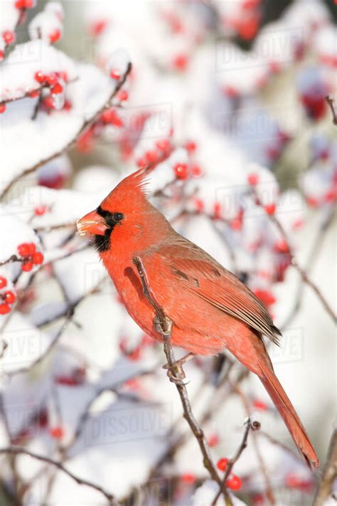 Northern Cardinal Cardinalis Cardinalis Male On Common Winterberry