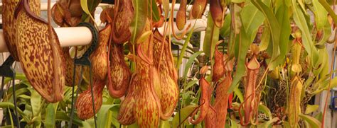 These 21 outdoor mosquito repellent plants actually work to repel insects naturally! Nepenthes Care Guide - Grow Carnivorous Plants!