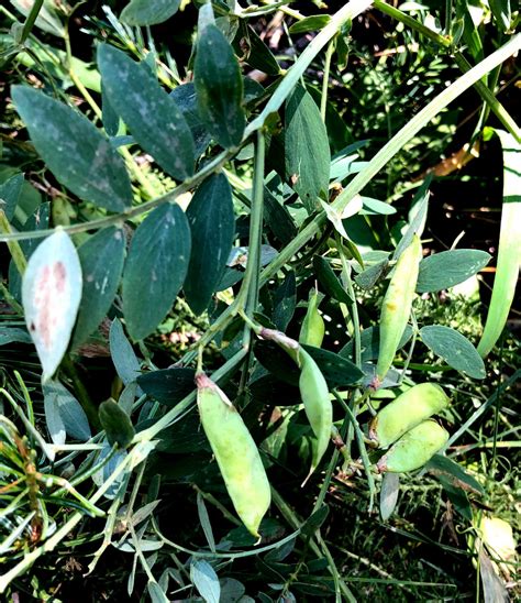 Wild Peas Lathryus Lanszwertii Wildutahedibles