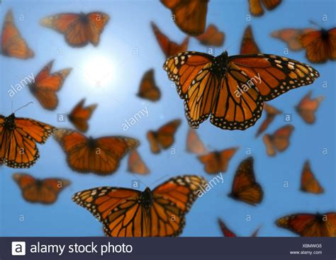Flying Butterflies In The Sky High Resolution Stock Photography And