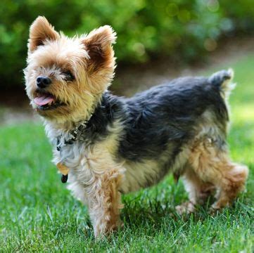 Check spelling or type a new query. Teacup Yorkie For Sale Under 100 Dollars - New Dollar ...