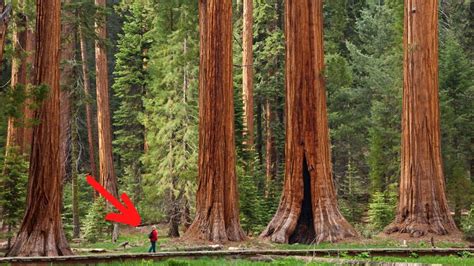 Sequoia Gigante Hyperion A Maior Árvore Do Mundo Segundo O Guinness