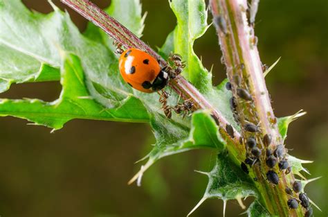 Biological Control Of Pests And Diseases Wur