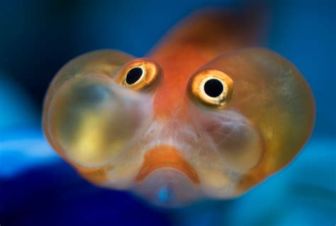 Bubble Eye Goldfish Shewalkssoftly