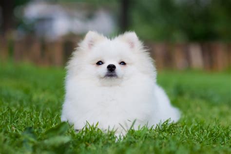 15 Raças De Cachorro Branco Peludo Pequeno Grande E Mais Nd Mais