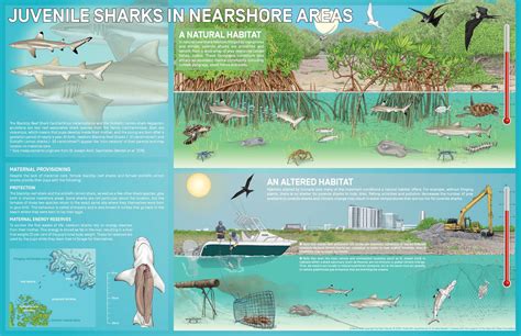 Coast Guard Nursery Habitats For Sharks Save Our Seas Foundation