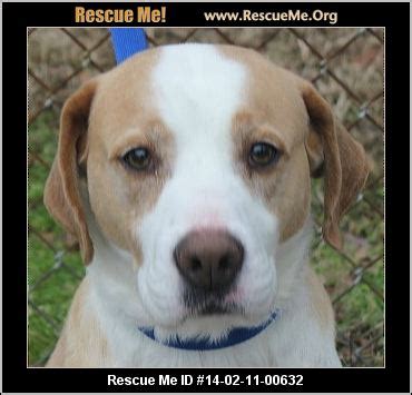 Free puppies in roanoke va. rescue me id 14 02 11 00632 houdini male foxhound