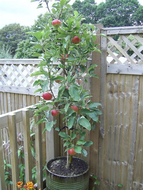 1 year warranty on trees planted by front range landscape. Feeling fruity. There's a fruit tree for every garden ...