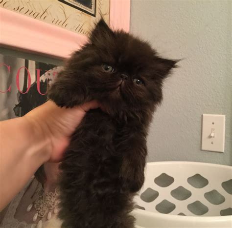 Most breeds are predisposed to some genetic conditions. Sold. Kittenberry Castle Cat dolls | Cat doll, Persian ...