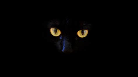 Download Wallpaper 1920x1080 Cat Black Cat Eyes Dark
