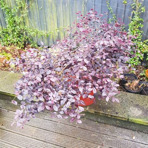 Oleh aglaonema nursery di tangerang. Loropetalum chinense 'Black Pearl', Chinese Fringe Flower ...