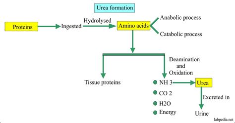 Blood urea nitrogen (bun), serum. Blood Urea Nitrogen, BUN, or Urea Nitrogen (BUN/Creatinine ...